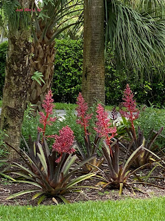Blooming
