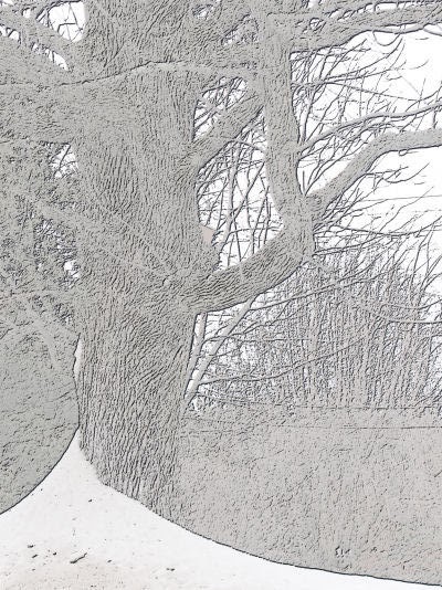 enhanced tree photo with snow