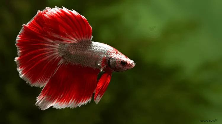 Ikan cupang warna merah putih