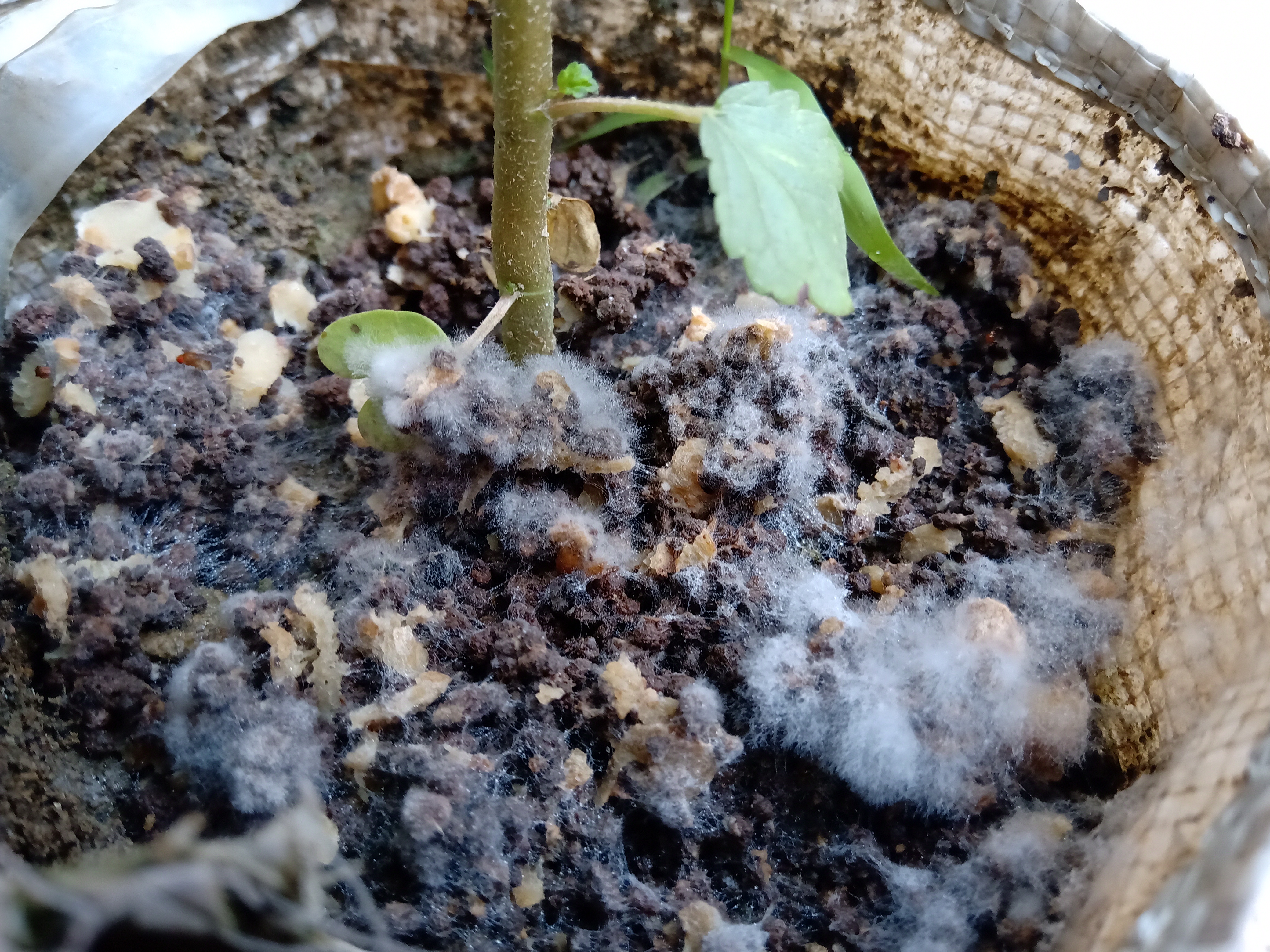 Dear Study Fungi images White mold Saprophytic fungus