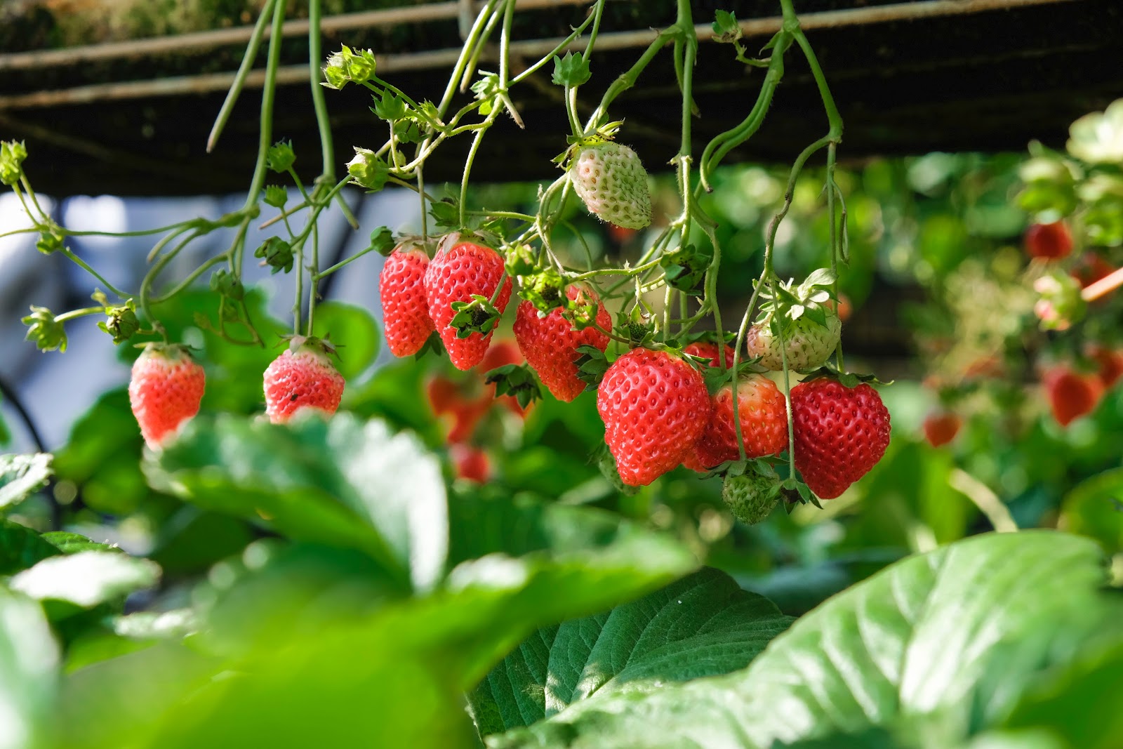 How to grow strawberries from seeds Home Gardening