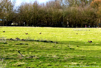 Hares romping in the fields near Dedham village, Essex