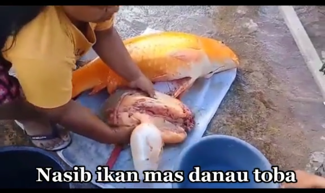 Ikan Mas Danau Toba Mati, Nasib Ikan Mas Danau Toba Mati Terbaru