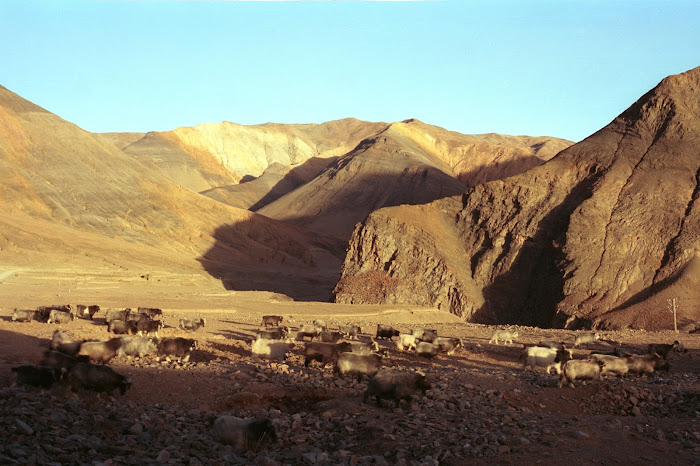 Tibet, Longma, © L. Gigout, 1990