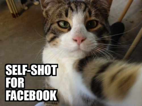 cat Self-Shot For Facebook