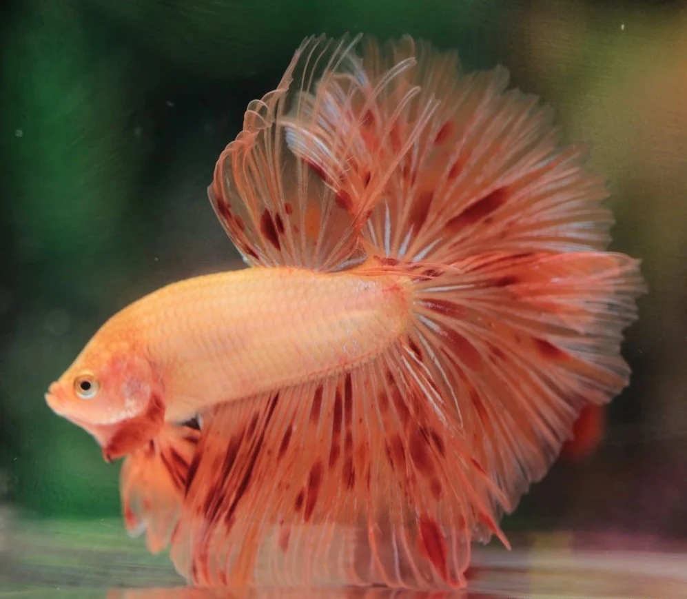 Ikan Cupang Orange Dalmation Betta - ikanhiasku.net