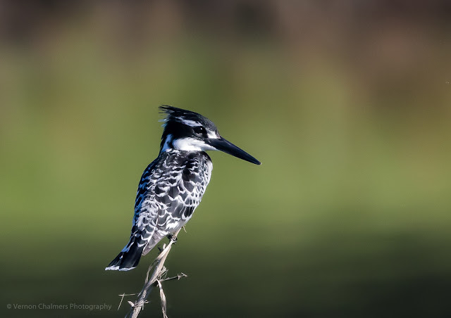 Perched Pied Kingfisher Table Bay Nature Reserve Woodbridge Island Milnerton Photo Vernon Chalmers