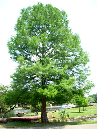 why do trees lose their leaves in the fall, Hurst TX