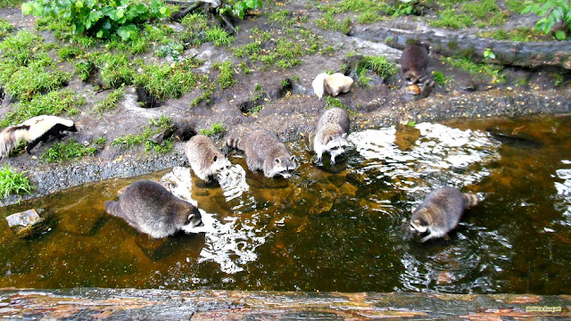 Wasberen bij het water