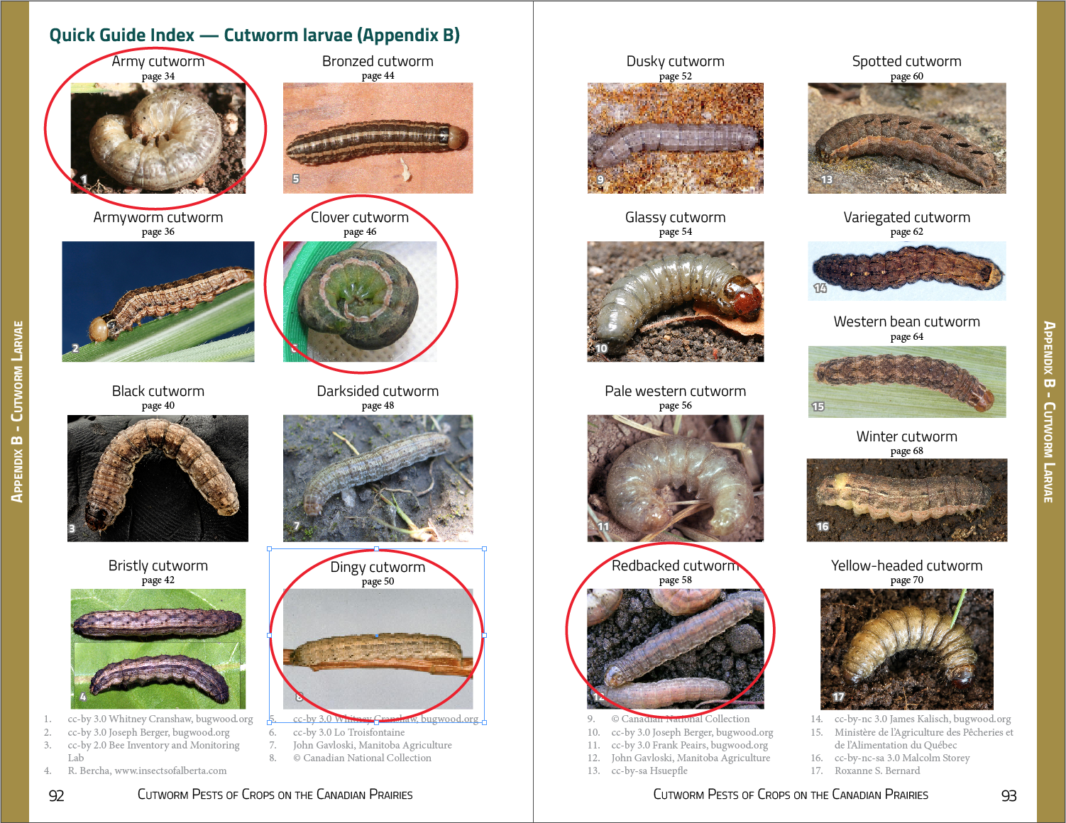 download cutworm control download cutworm control
