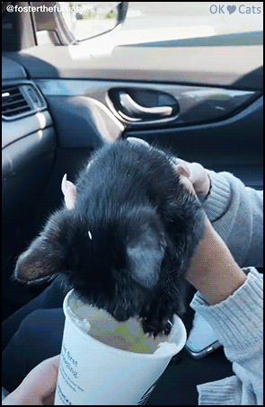 Hilarious Kitten GIF • Greedy kitten got a pup cup. What a mess, white cream on black face haha [ok-cats-site.com]