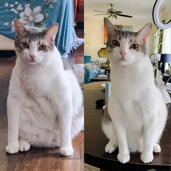 Before and after pictures of a cat who lost a lot of weight