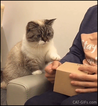 Cute Cat GIF • Adorable Munchkin kitty standing up, very curious because her owner has a gift for her Cute Cat GIF • Adorable Munchkin kitty standing up, very curious because her owner has a gift for her