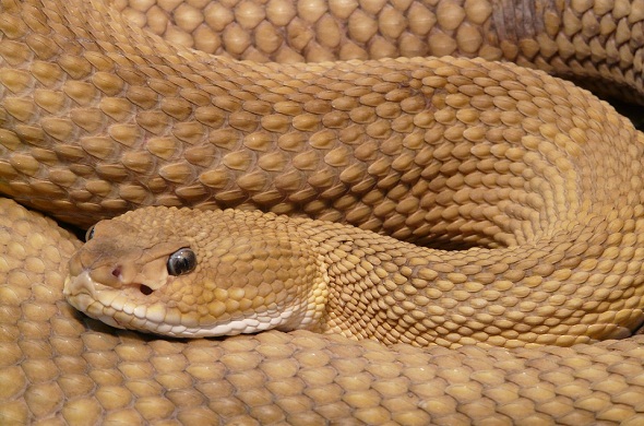 snake-ثعبان