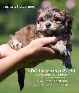 Havaneser Havanese Welpen - PEDORO HAVANESER