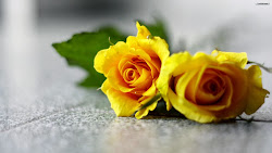 yellow roses wallpapers rose behind meaning flowers them
