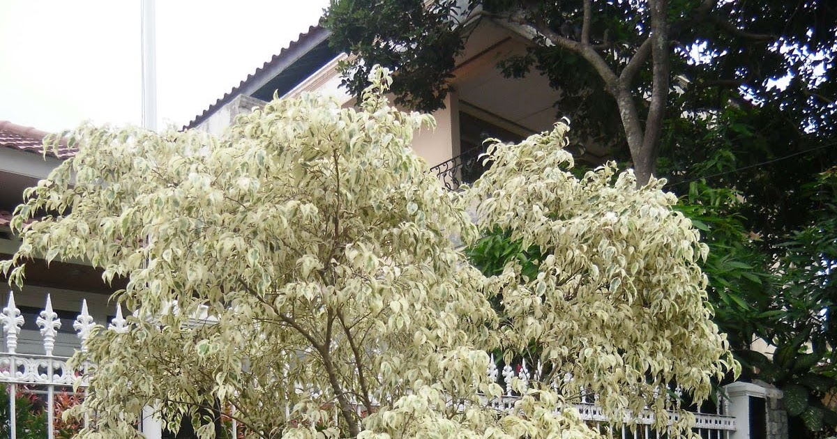 Jual Pohon Beringin Putih beringin variegata pohon 