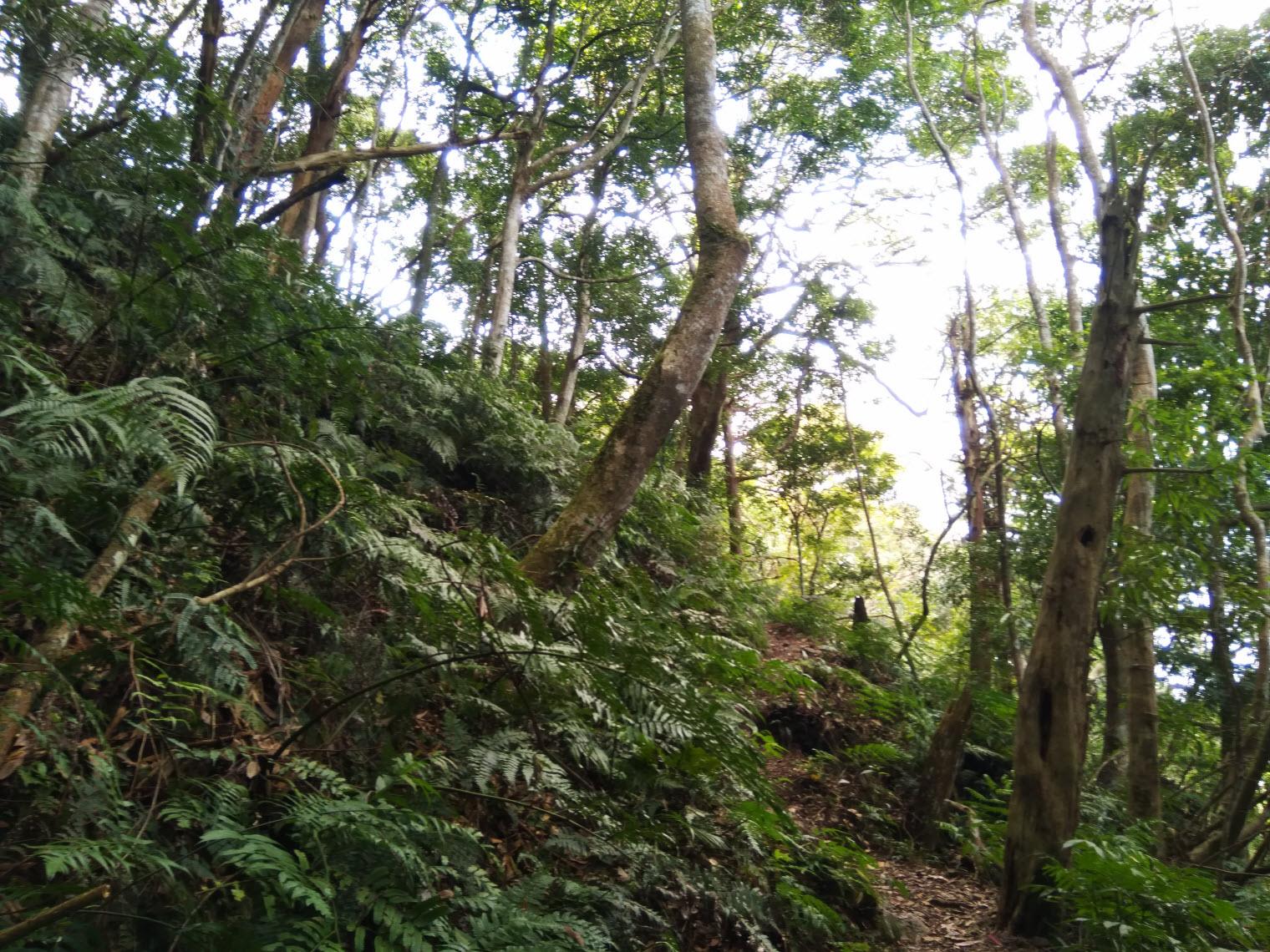 油羅山1上3下 健行筆記