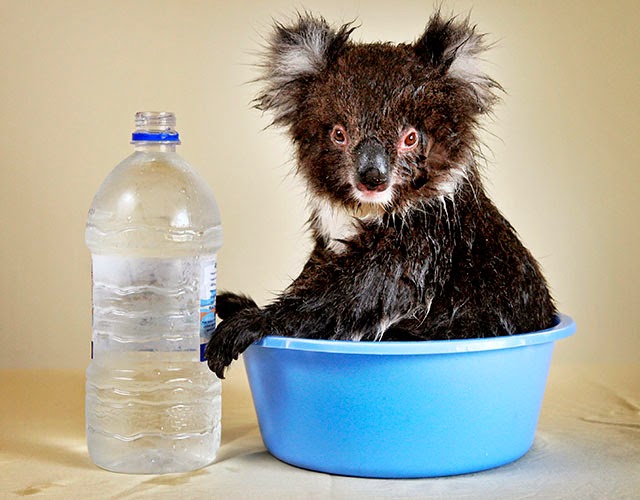 Cute Koala Kisses Do Koalas Drink Water?