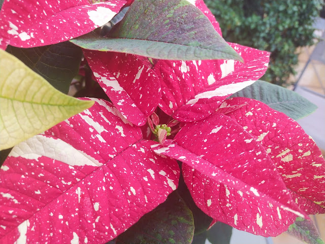 Flor de Pascua, pascuero o poinsettia (Euphorbia pulcherrima 'Superba Glitter').