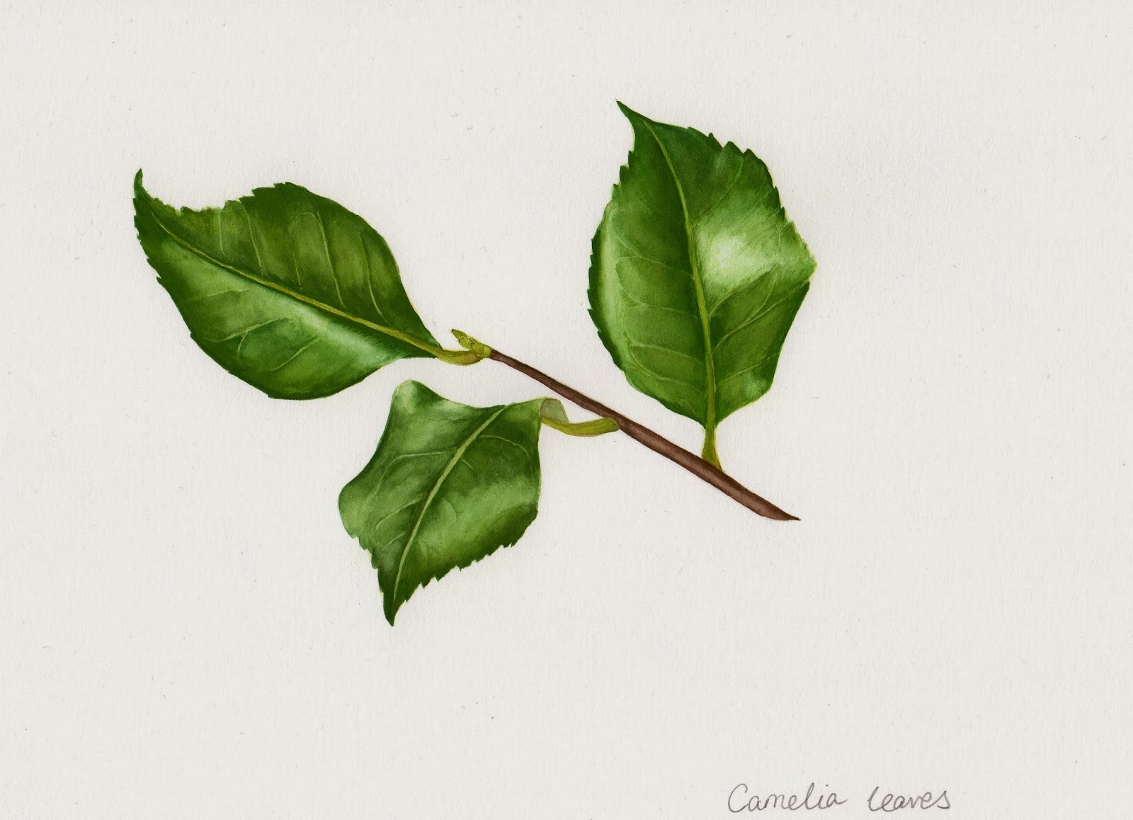 Drawings Of Botanical Things Camelia Leaves Drawings Of Botanical Things
