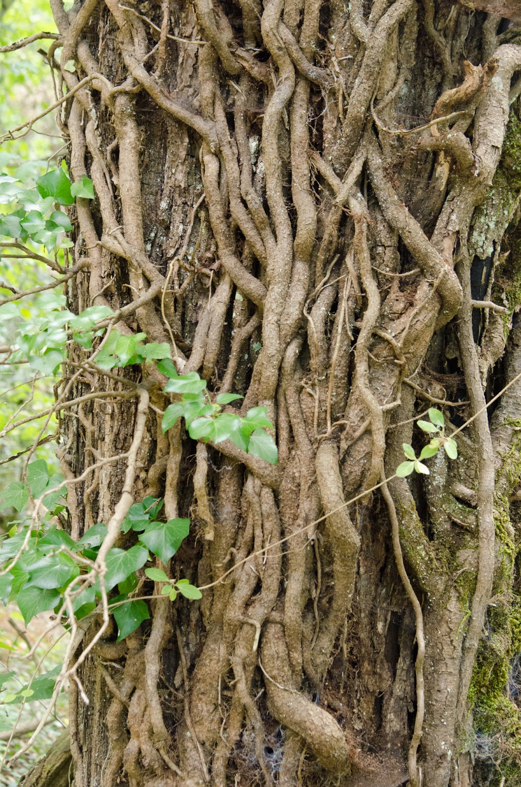 Baum Des Tages Hedera Helix Efeu Stamme