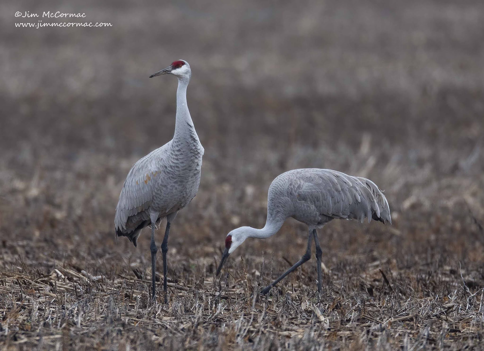 Ohio Birds and Biodiversity Dancing cranes
