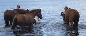 nightless night, horses swimming, Finland