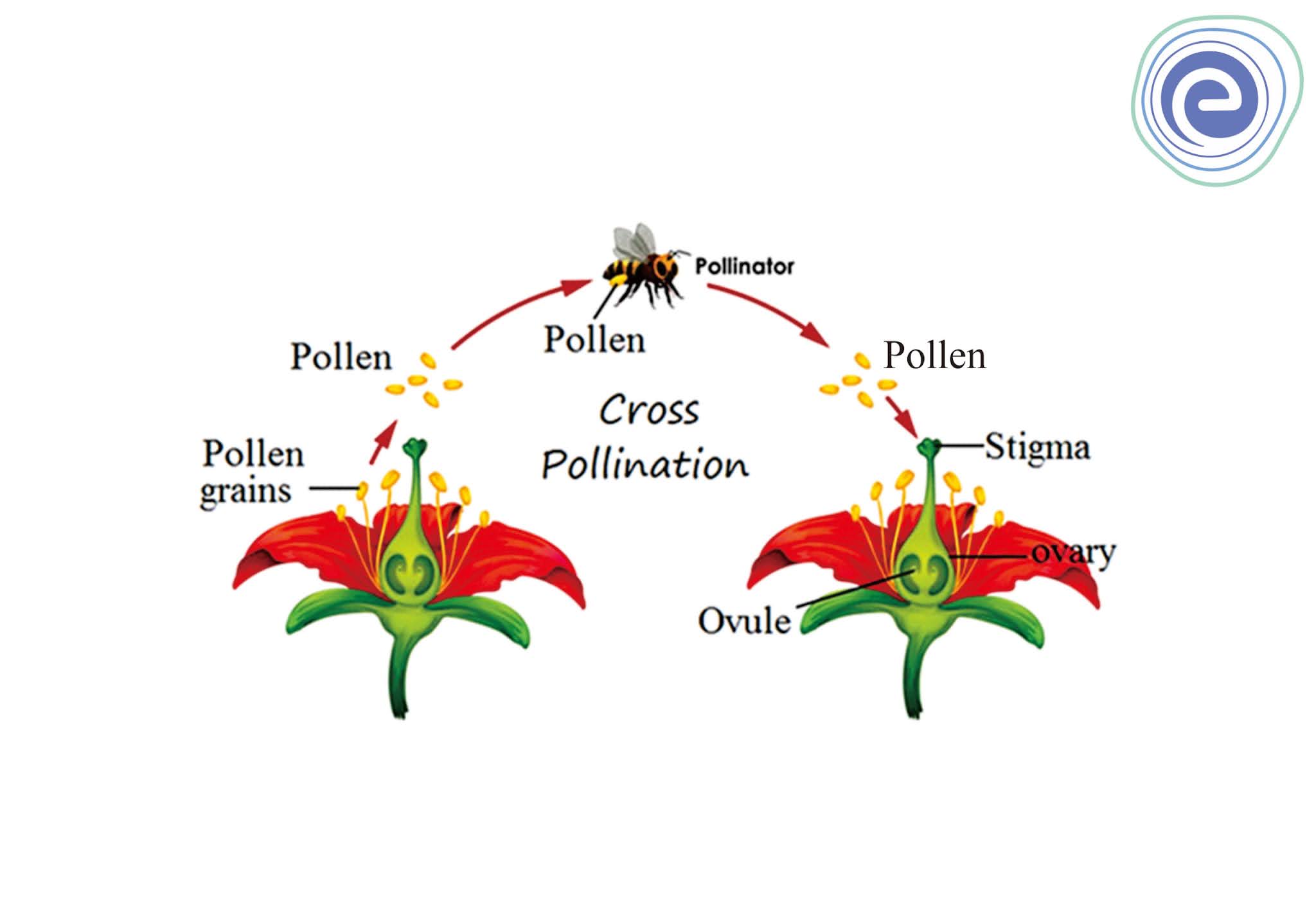 Pollination. Kinds of Pollination ? (Explained for class 9th)