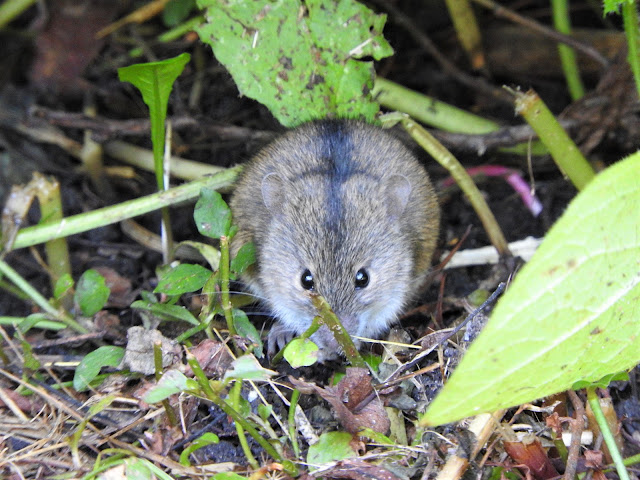 мышь полевка