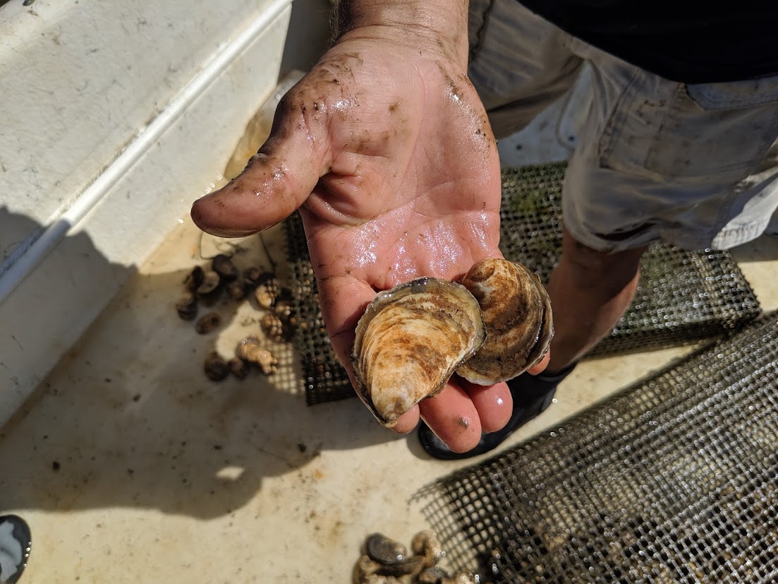 Stories from the Creek Oyster Farming Industry Positioned For Growth