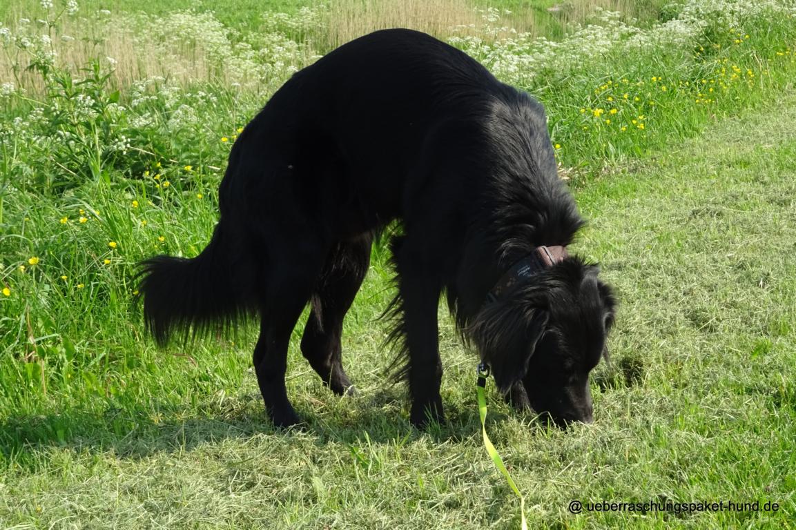 Überraschungspaket Hund ein Hundeblog der zeigt, wie unterschiedlich