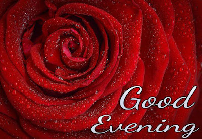 Good evening image with red rose Good evening image with red rose