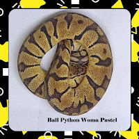 Ball Python Woma Pastel