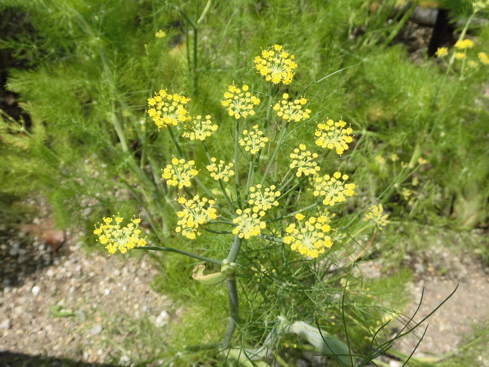 60歳で無職の優雅な日々 フローレンス・フェンネル Florence Fennel