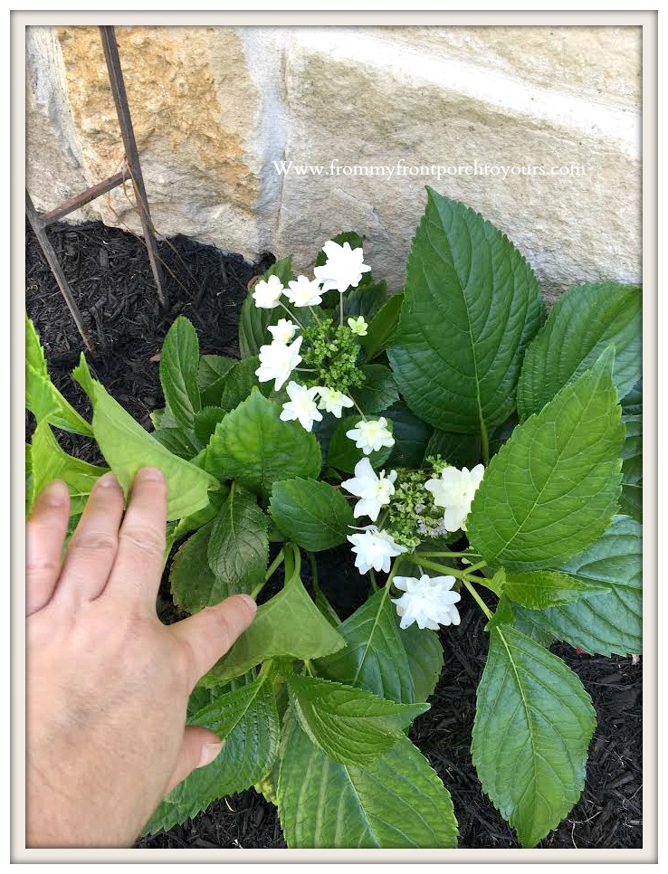 Simply Suzanne S At Home Blue Hydrangeas Lemon Cypress