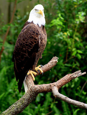 Aguila real en la cima de un árbol esperando a su presa