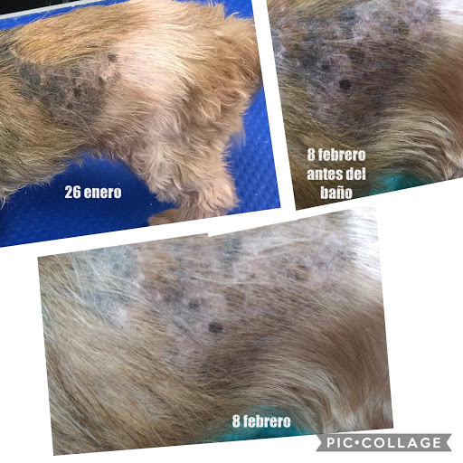 Ozone therapy & Spa for dogs the perfect treatment for skin problems