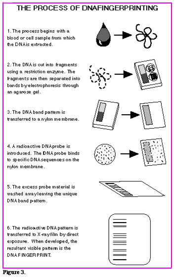 Реферат: Dna Fingerprinting Essay Research Paper DNA FingerprintingDNA