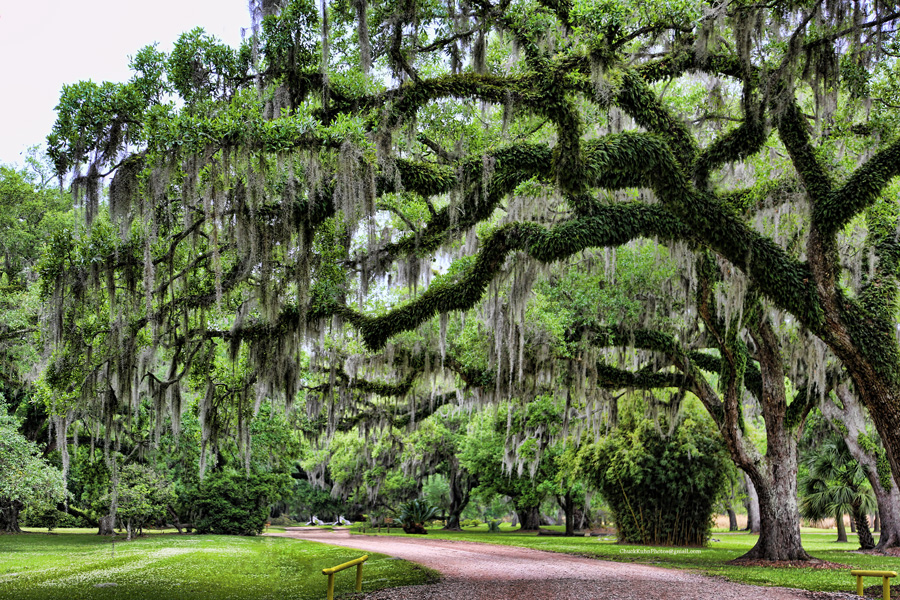 Джунглями называют. Джунгли Луизианы. Деревья в штате Луизиана. Штат Луизиана природа. Луизиана дерево засухоустойчивое.