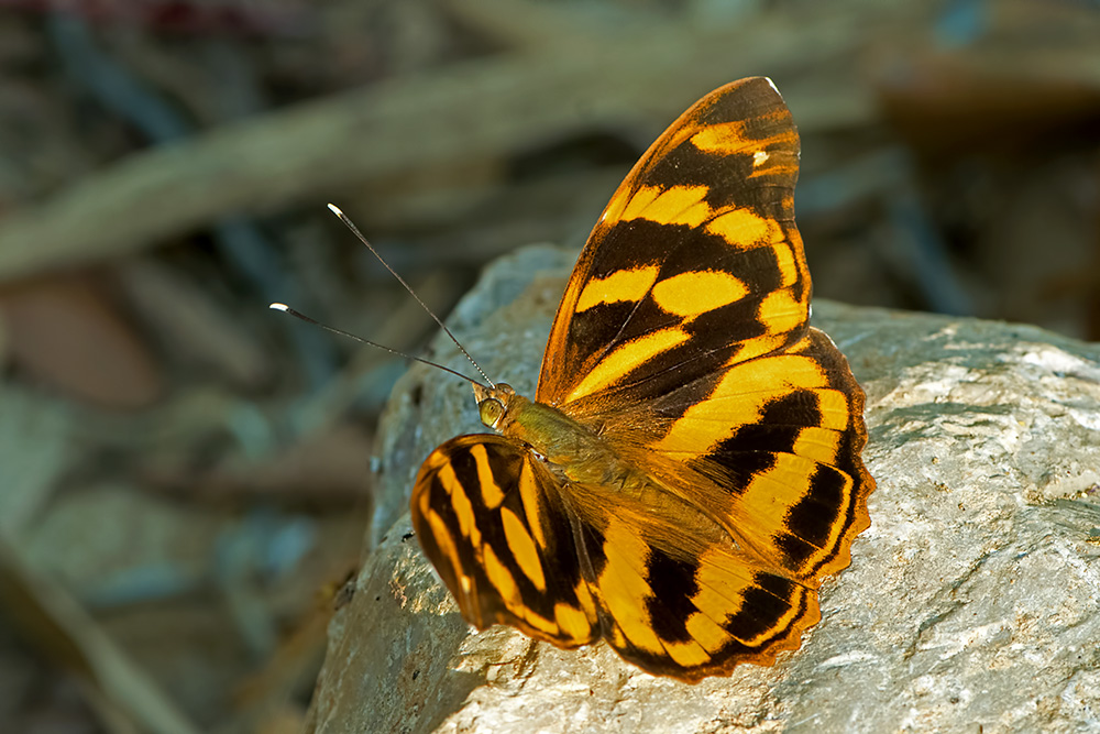 Herona marathus BugsAlive