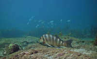 A bottom dwelling fish A brown and black fish swimming along a sandy bottom in the blue sea.
