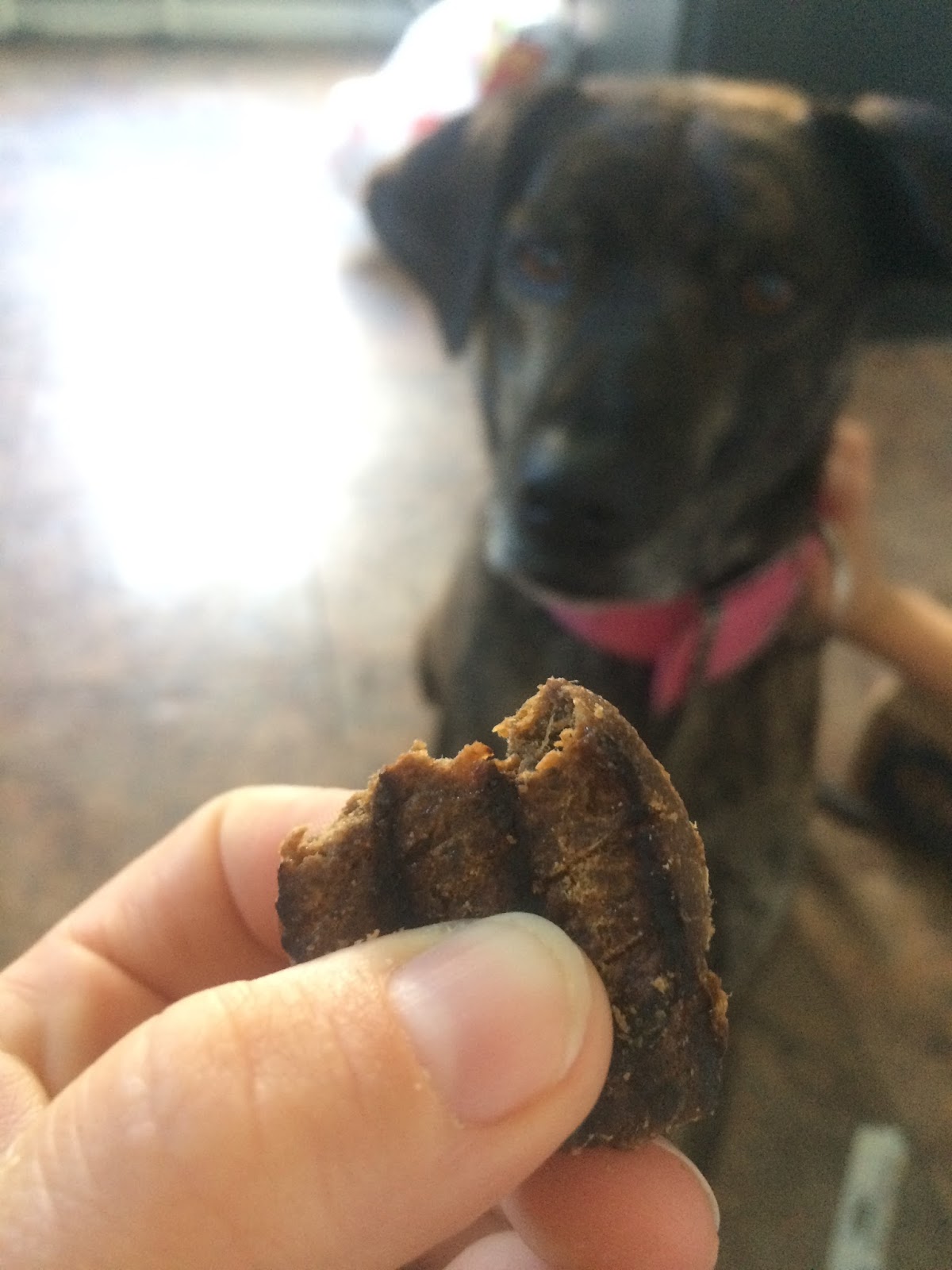 Burger Bites Tasty Dog Treat Review ChewyInfluencer