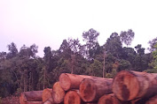 Basmi Illegal Logging ! Aktifis Lingkungan Apresiasi Polda Aceh