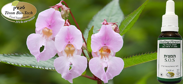 פרחי באך להקלה ברוגע ושלווה