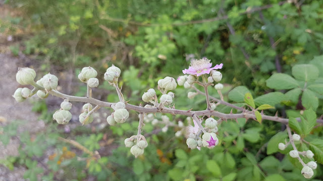 Rubus ulmifolius - Zarzamora