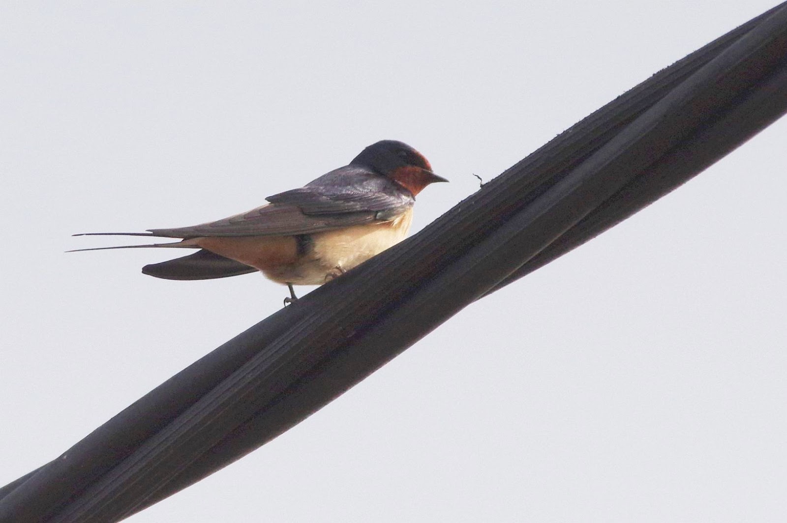 Birds of the Heath Bird survey at Hemblington Church