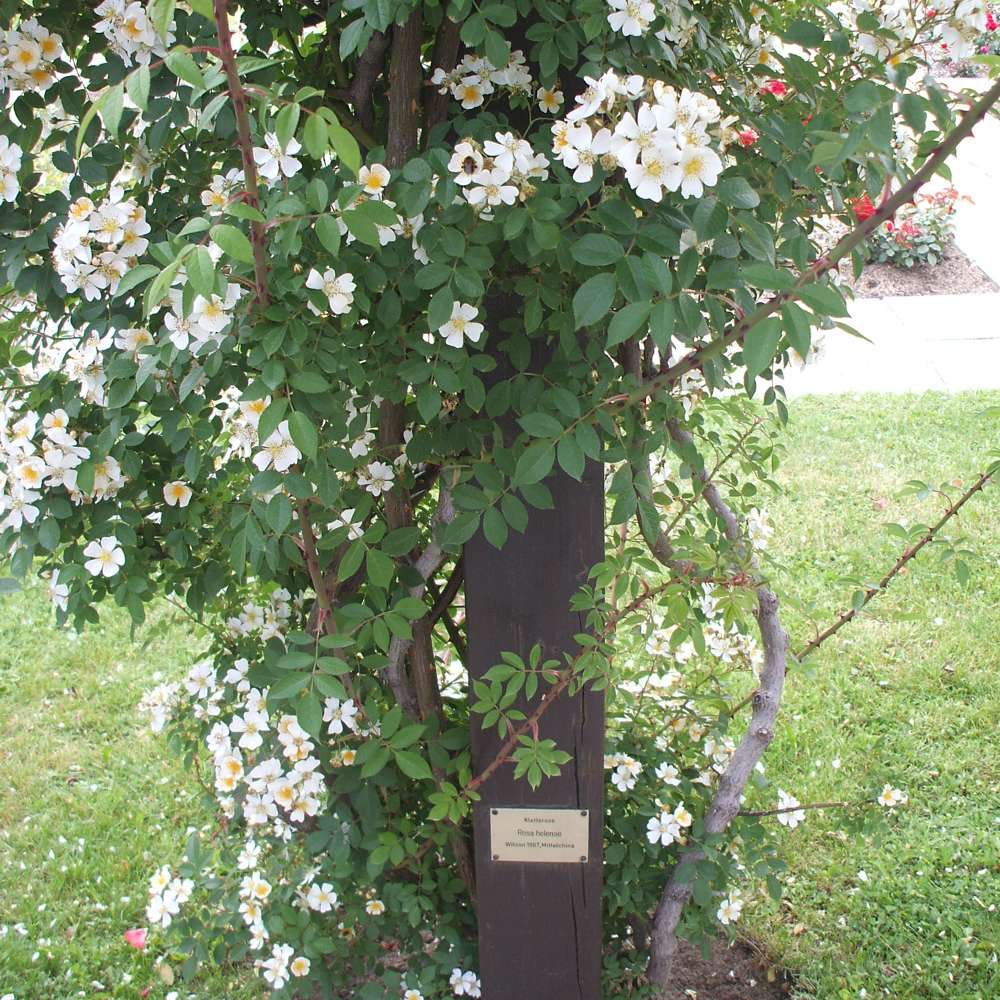 Tolle Gartentipps Rankgerüste und Kletterhilfen für Rosen