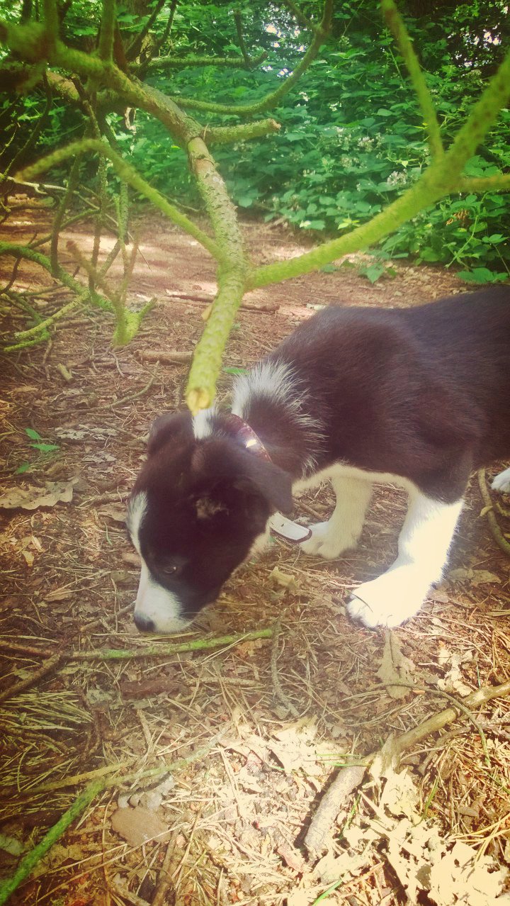 10 Things I've Learned From A 12 Week Old Sheepdog