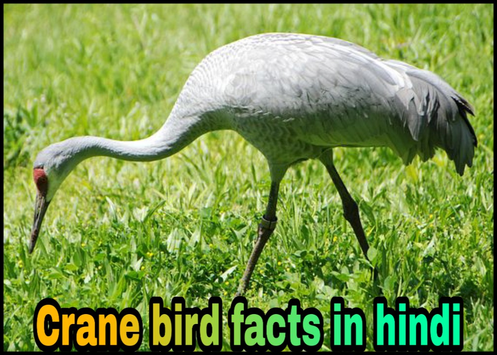 सारस पक्षी Crane Bird Information In Hindi Hindi7facts